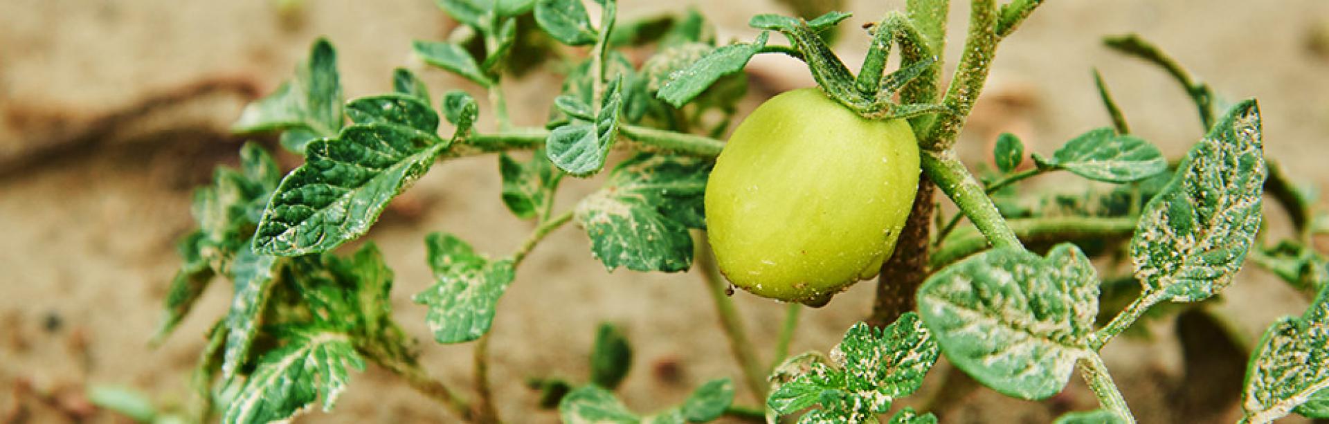 Tomaten