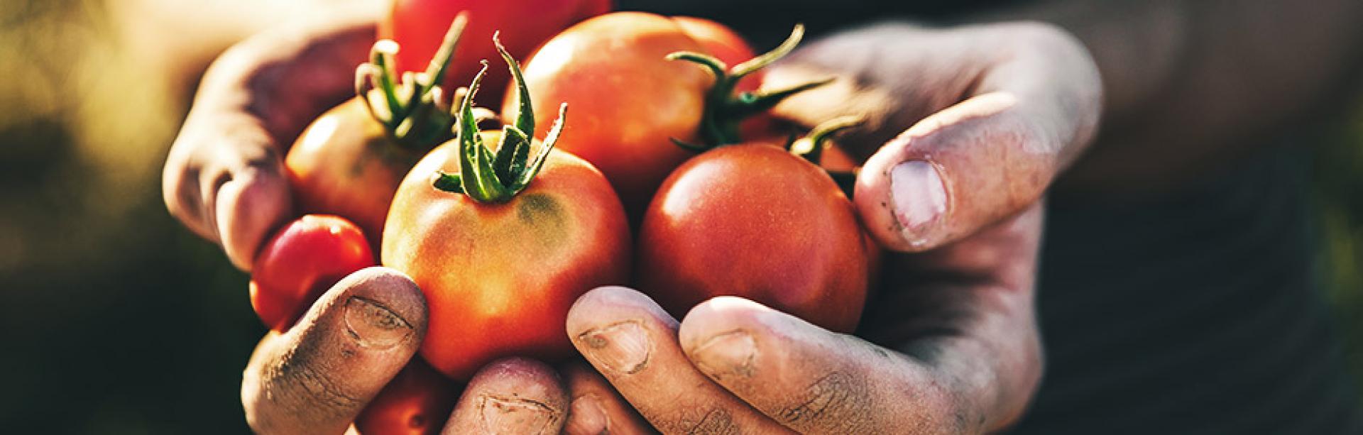 hand voller tomaten