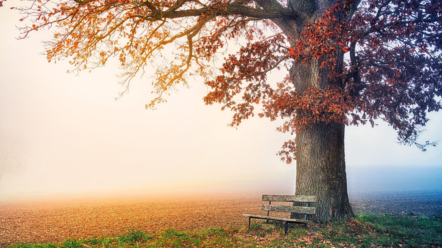 tree.jpg Tree