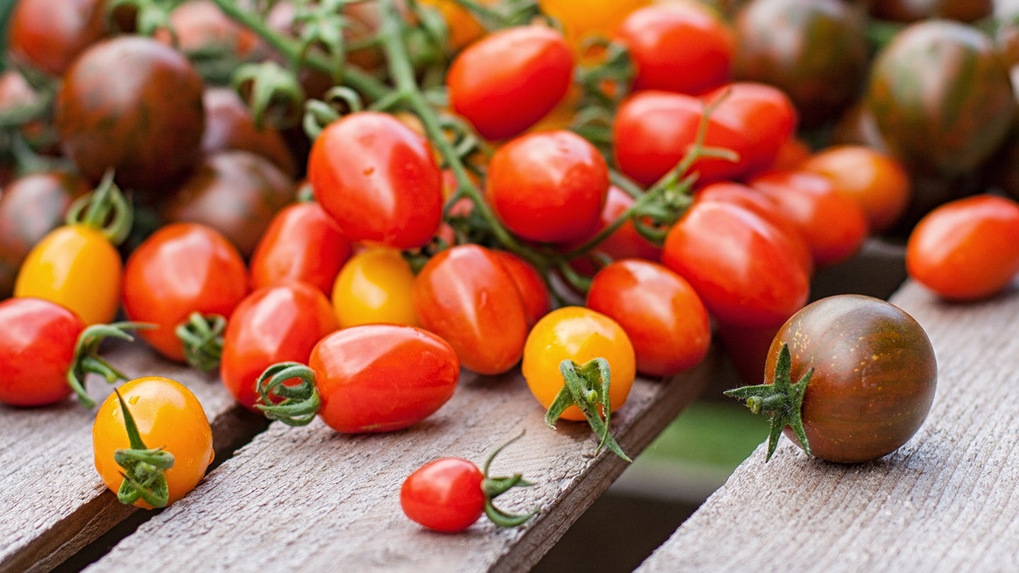 Tomaten