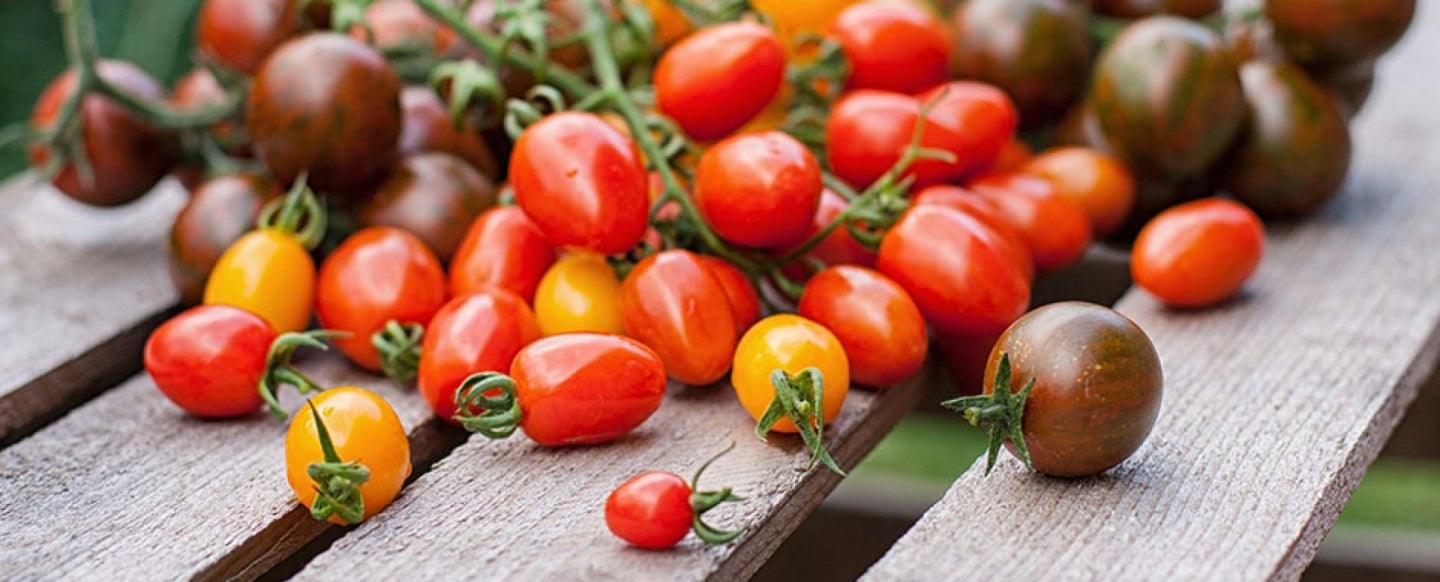 tomaten