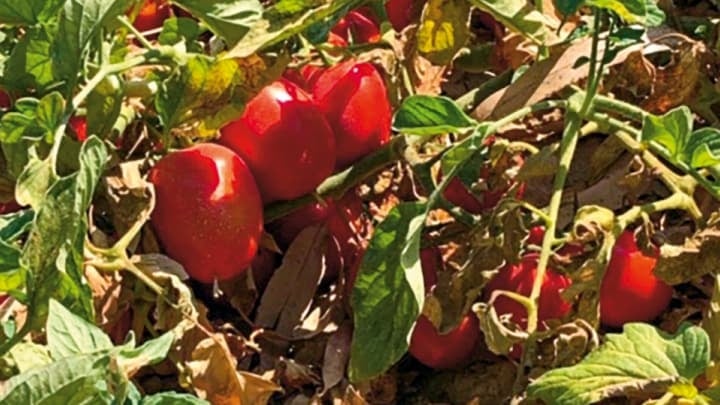 Tomaten