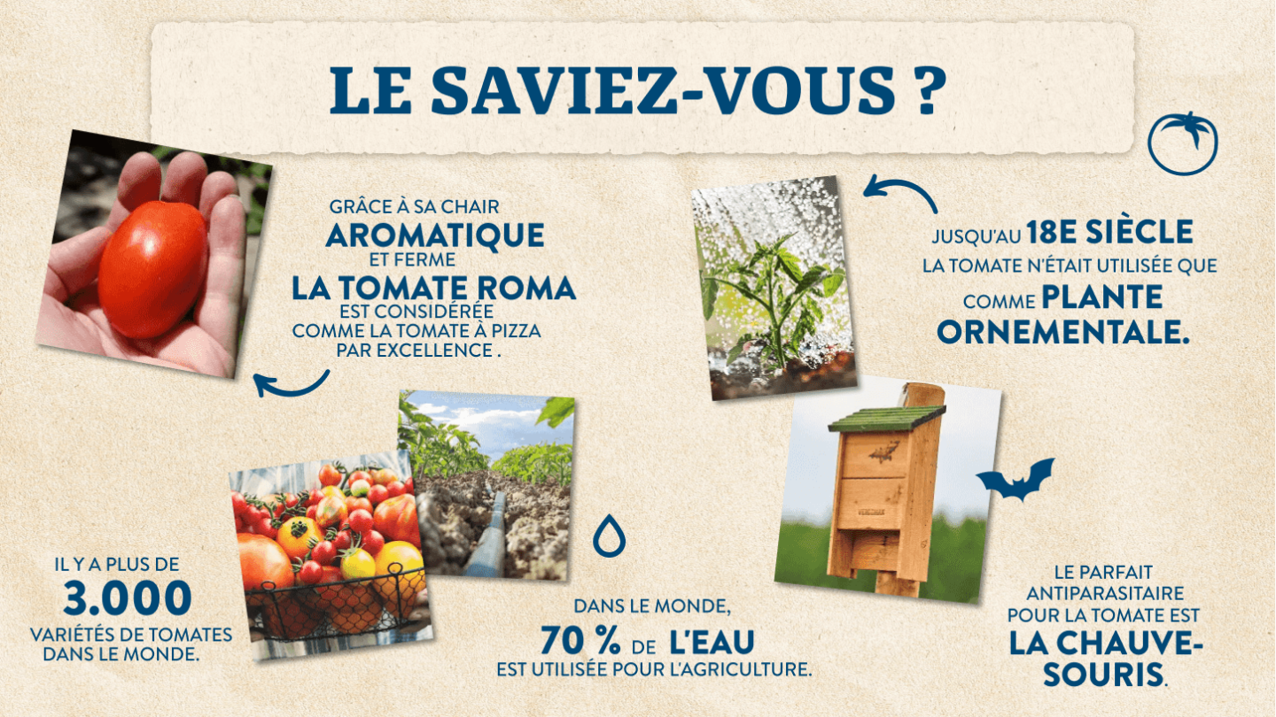 Tout sur nos tomates