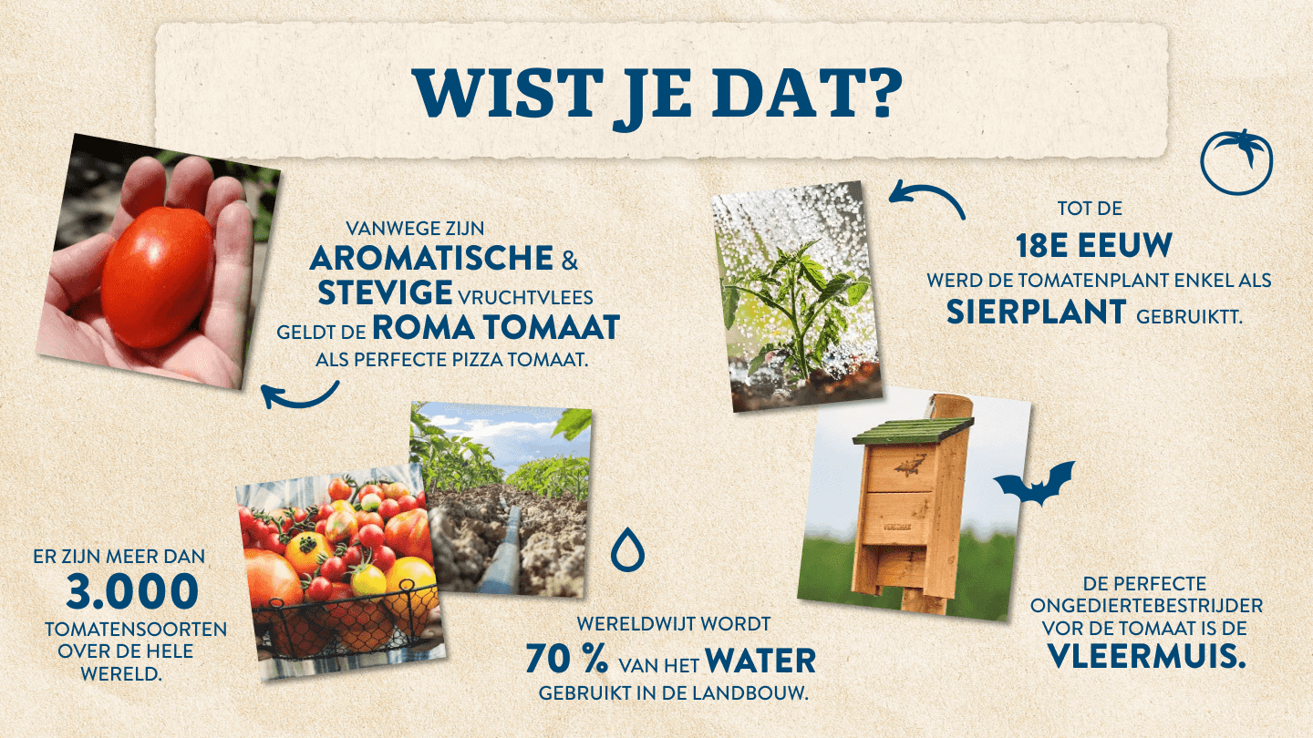 Alles over onze tomaten
