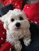 Mozzarella Kirschtomaten Basilikum die beste TK-Pizza Belag kann man selbst zufügen. Unser Hund liebt den Rest 