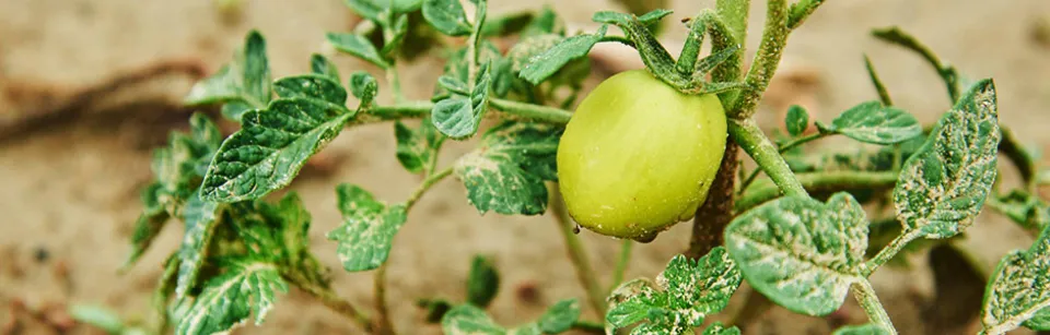 Tomaten