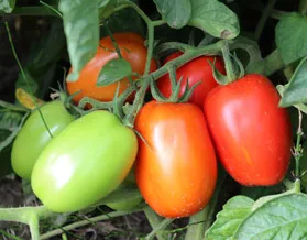 tomaten
