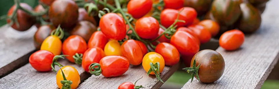 Tomaten