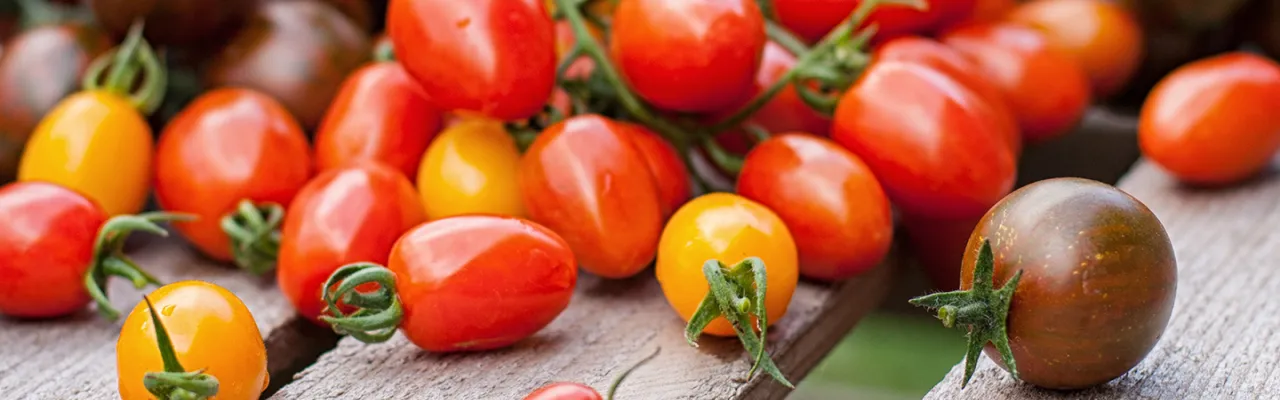 tomaten
