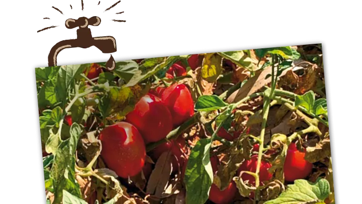 tomaten