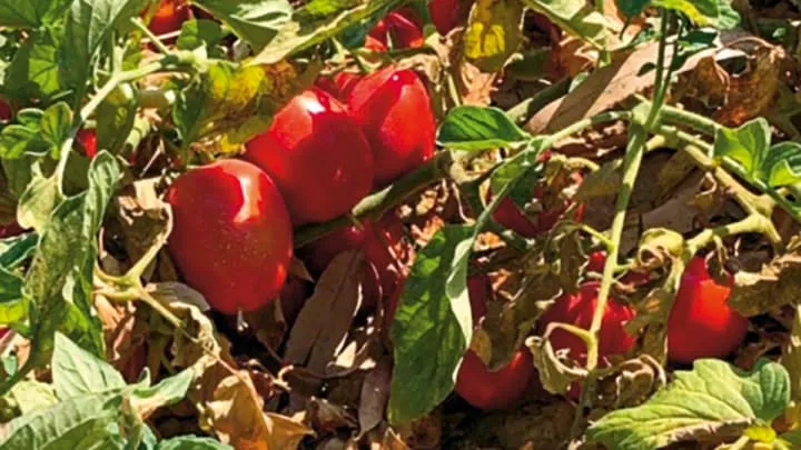 Tomaten