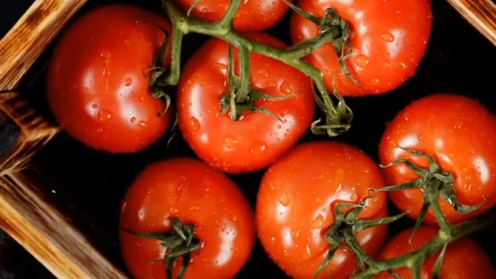 Original Wagner Tomaten